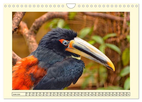 Produktbild: Toucans - clowns of the jungle (Wall Calendar 2026 DIN A4 landscape), CALVENDO 12 Month Wall Calendar