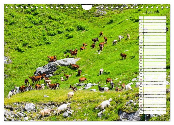 Produktbild: Ziegenfreude (Wandkalender 2026 DIN A4 quer), CALVENDO Monatskalender
