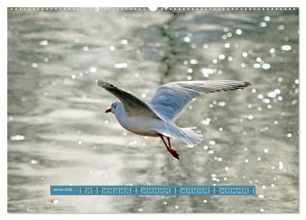 Produktbild: M&ouml;wen Piraten der L&uuml;fte (hochwertiger Premium Wandkalender 2026 DIN A2 quer), Kunstdruck in Hochglanz