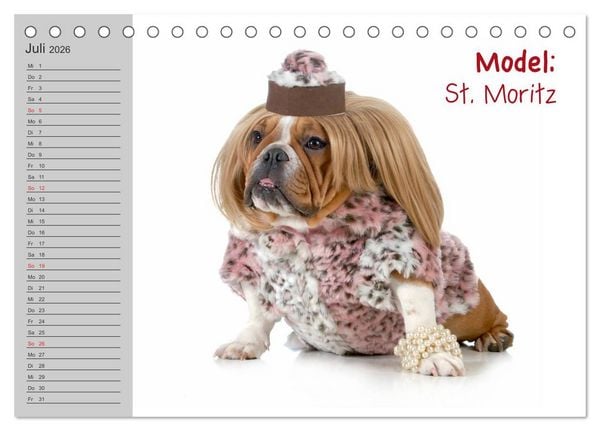 Produktbild: English Bulldog XXL Models (Tischkalender 2026 DIN A5 quer), CALVENDO Monatskalender