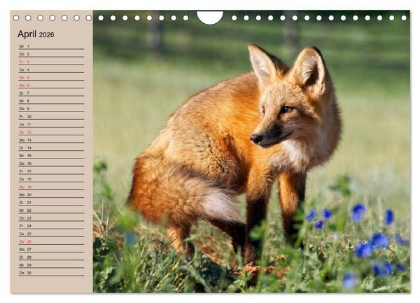 Produktbild: Der Fuchs. Bezaubernder Geselle (Wandkalender 2026 DIN A4 quer), CALVENDO Monatskalender