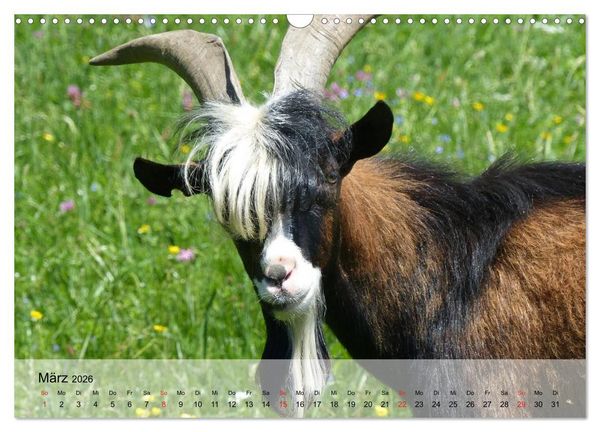 Produktbild: Ziegen. Kluge Freigeister (Wandkalender 2026 DIN A3 quer), CALVENDO Monatskalender