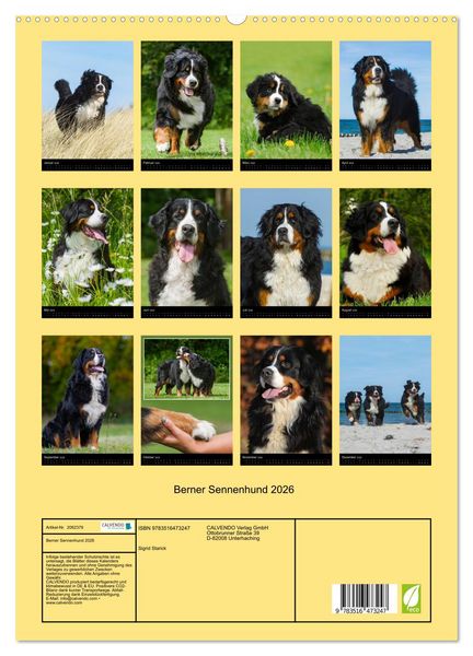 Produktbild: Berner Sennenhund 2026 (hochwertiger Premium Wandkalender 2026 DIN A2 hoch), Kunstdruck in Hochglanz