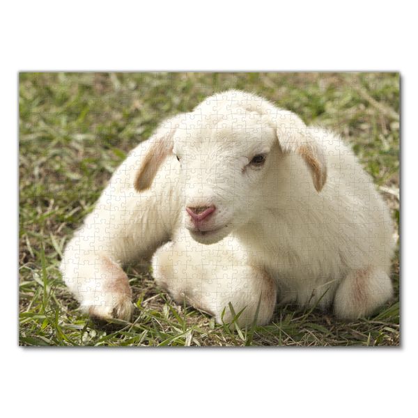 Produktbild: Lais Puzzle Lamm 500 Teile