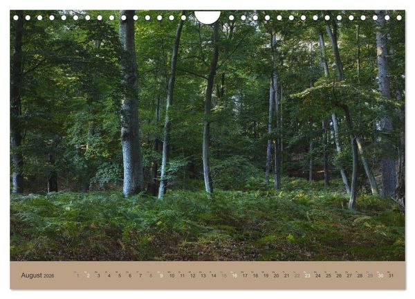 Produktbild: Unser Wald - Magische Sichten in norddeutsche W&auml;lder (Wandkalender 2026 DIN A4 quer), CALVENDO Monatskalender