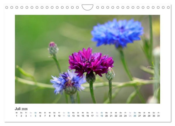 Produktbild: Kornblumen - Blaue Sch&ouml;nheiten (Wandkalender 2026 DIN A4 quer), CALVENDO Monatskalender