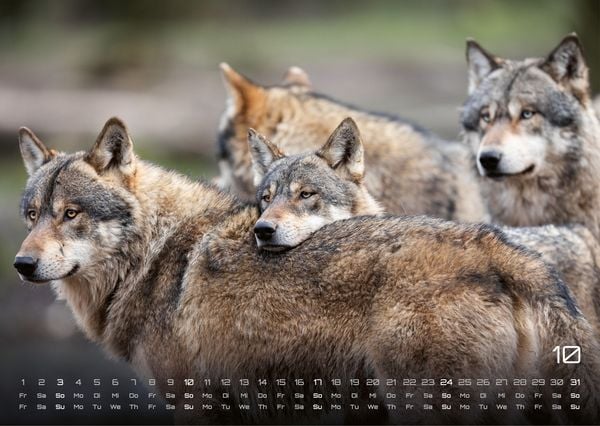Produktbild: Wolf &ndash; Im Schatten des Waldes - 2027 - Kalender DIN A3
