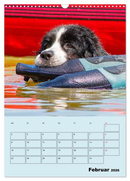 Produktbild: Familienplaner Landseer - Freund und Retter (Wandkalender 2026 DIN A3 hoch), CALVENDO Monatskalender