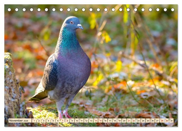 Produktbild: Heimische V&ouml;gel - Im Wald, im Garten und auf der Wiese (Tischkalender 2026 DIN A5 quer), CALVENDO Monatskalender