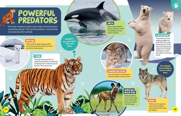 Produktbild: Little Kids First Encyclopedia of Almost Everything