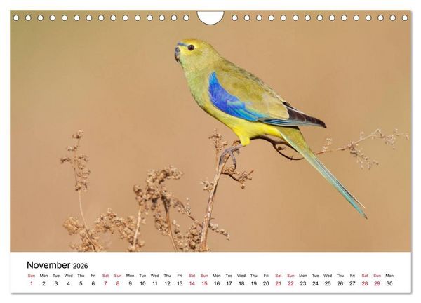 Produktbild: Australian Parrots (Wall Calendar 2026 DIN A4 landscape), CALVENDO 12 Month Wall Calendar