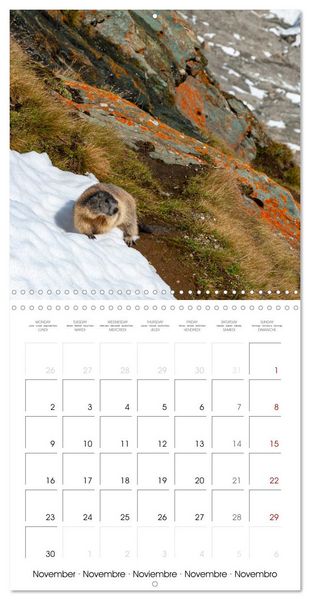 Produktbild: Marmots - Cute and Curious (Wall Calendar 2026 12 &times; 12 Inch) CALVENDO 12 Month Wall Calendar
