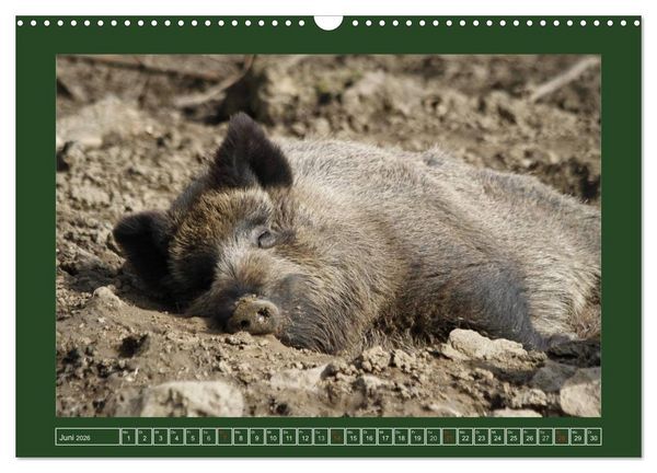 Produktbild: Schweinkram - Die Wildschweine sind los (Wandkalender 2026 DIN A3 quer), CALVENDO Monatskalender