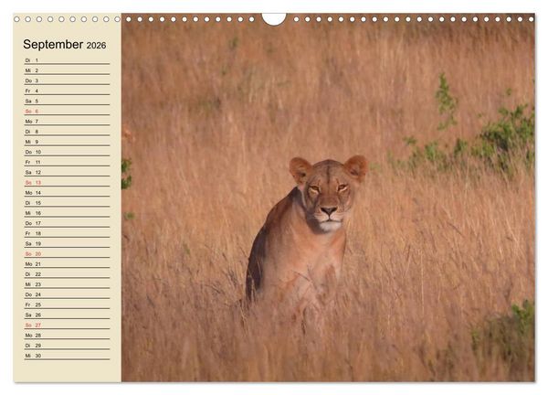 Produktbild: L&ouml;wen in freier Wildbahn (Wandkalender 2026 DIN A3 quer), CALVENDO Monatskalender