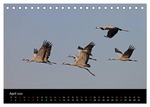 Produktbild: Kranich-Land Brandenburg (Tischkalender 2026 DIN A5 quer), CALVENDO Monatskalender