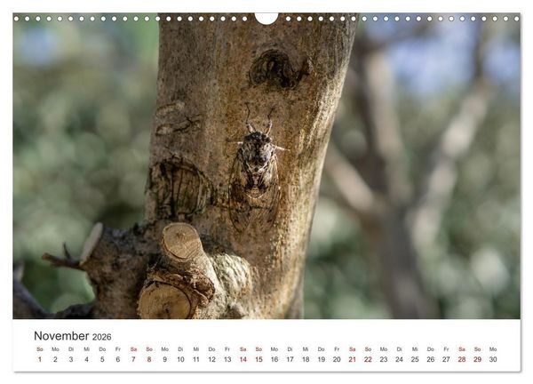 Produktbild: Impressionen der Provence (Wandkalender 2026 DIN A3 quer), CALVENDO Monatskalender