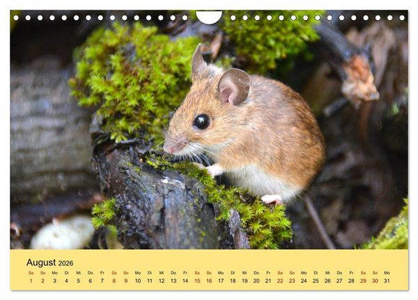 Produktbild: ... hier kommt die Maus ... (Wandkalender 2026 DIN A4 quer), CALVENDO Monatskalender