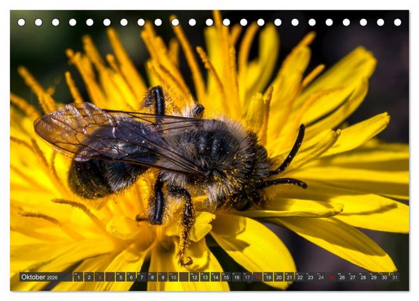 Produktbild: Sehe die Bienen (Tischkalender 2026 DIN A5 quer), CALVENDO Monatskalender