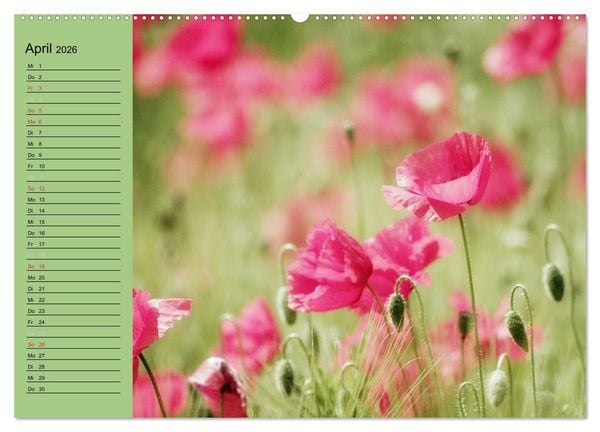 Produktbild: Mohnblumen Tr&auml;ume (Wandkalender 2026 DIN A2 quer), CALVENDO Monatskalender