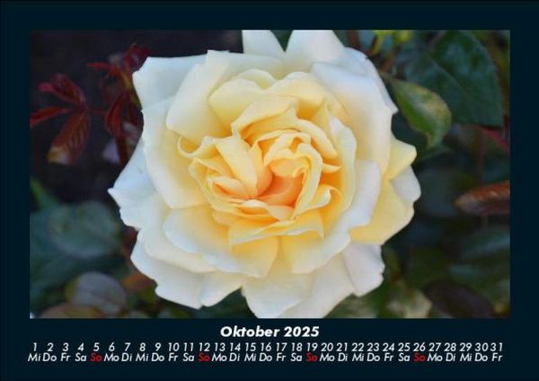 Produktbild: Strahlend sch&ouml;ne Rosen 2025 Fotokalender DIN A5