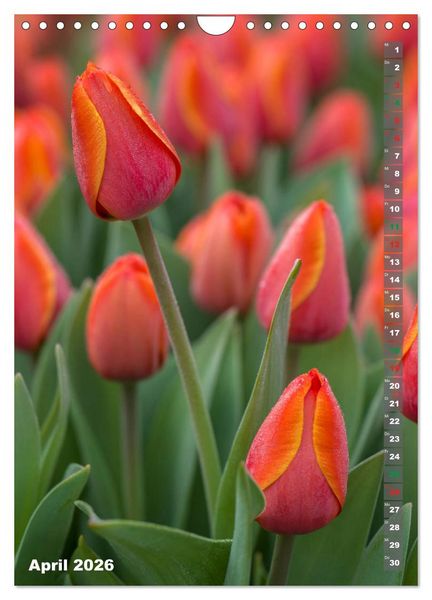 Produktbild: Tulpen - die Fr&uuml;hlingsblume (Wandkalender 2026 DIN A4 hoch), CALVENDO Monatskalender