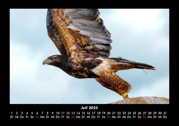 Produktbild: Welt der V&ouml;gel 2025 Fotokalender DIN A3