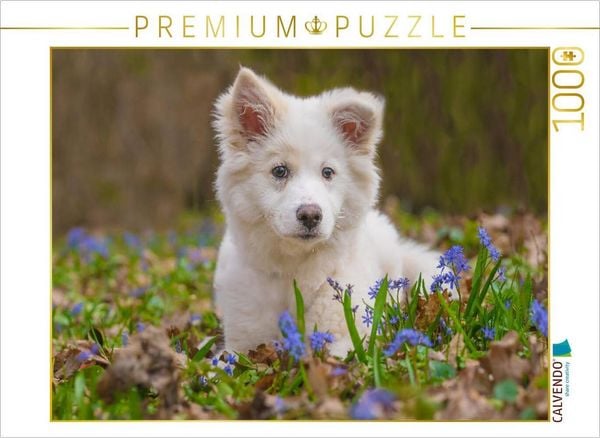 Produktbild: CALVENDO Puzzle Islandhundwelpe im Scillawald | 1000 Teile Lege-Gr&ouml;&szlig;e 64x48cm Foto-Puzzle f&uuml;r gl&uuml;ckliche Stunden