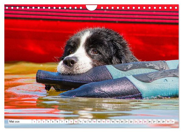Produktbild: Traumhund Landseer (Wandkalender 2026 DIN A4 quer), CALVENDO Monatskalender