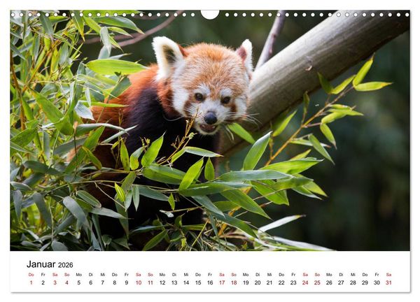 Produktbild: Rote Pandas - geschickte Kletterer (Wandkalender 2026 DIN A3 quer), CALVENDO Monatskalender