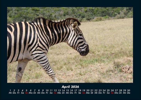 Produktbild: Zebrazauber 2026 Fotokalender DIN A4