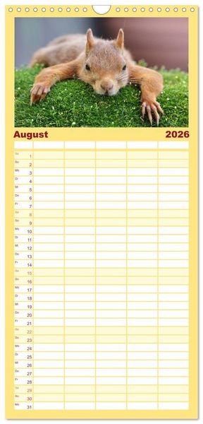 Produktbild: Familienplaner 2026 - Eichh&ouml;rnchen in zauberhaften Posen mit 5 Spalten (Wandkalender, 21 x 45 cm) CALVENDO
