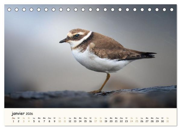 Produktbild: Chuchotements d'ailes - Une ann&eacute;e dans l'intimit&eacute; des oiseaux (Calendrier de bureau 2026 DIN A5 vertical), CALVENDO calendrier mensuel