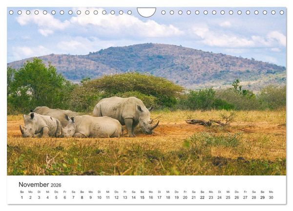 Produktbild: Safari durch Afrika (Wandkalender 2026 DIN A4 quer), CALVENDO Monatskalender