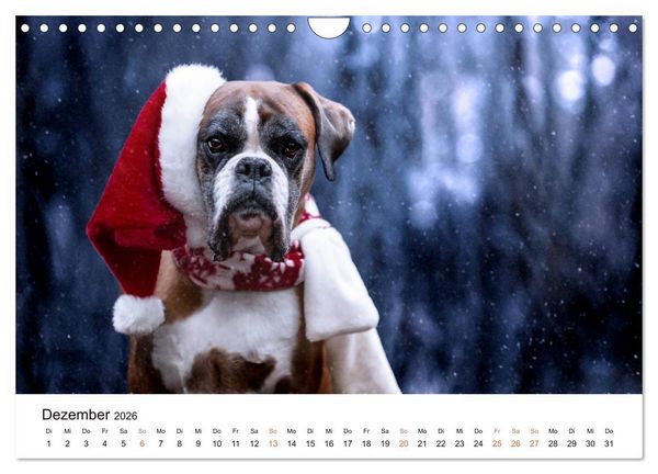 Produktbild: Deutscher Boxer (Wandkalender 2026 DIN A4 quer), CALVENDO Monatskalender