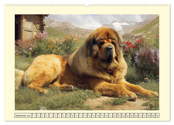 Produktbild: Tibet Mastiffs. Stolze Seelen im Wind der Berge (Wandkalender 2026 DIN A2 quer), CALVENDO Monatskalender