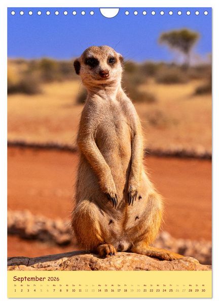 Produktbild: Erdm&auml;nnchen - Eine Kolonie in der Kalahari (Wandkalender 2026 DIN A4 hoch), CALVENDO Monatskalender