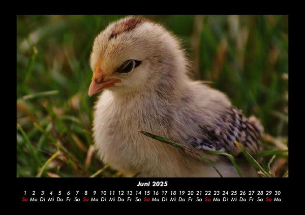 Produktbild: Welt der V&ouml;gel 2025 Fotokalender DIN A3