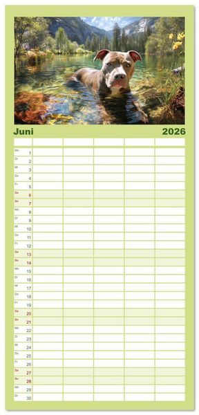 Produktbild: Familienplaner 2026 - Pit Bull Terrier. Zwischen Wildblumen und Gro&szlig;stadtglanz mit 5 Spalten (Wandkalender, 21 x 45 cm) CALVENDO