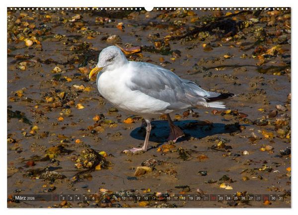 Produktbild: Amrum Insel am Wattenmeer (Wandkalender 2026 DIN A2 quer), CALVENDO Monatskalender