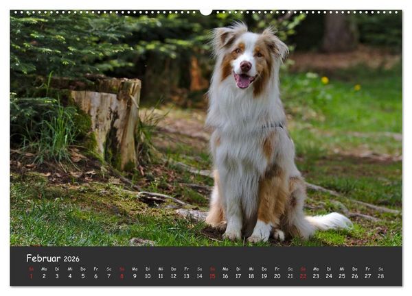 Produktbild: Australian Shepherd - Augenblicke (Wandkalender 2026 DIN A2 quer), CALVENDO Monatskalender