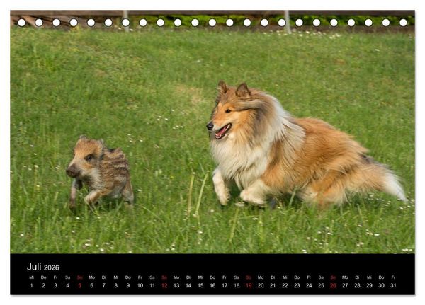 Produktbild: Ziva und ihre Freunde (Tischkalender 2026 DIN A5 quer), CALVENDO Monatskalender
