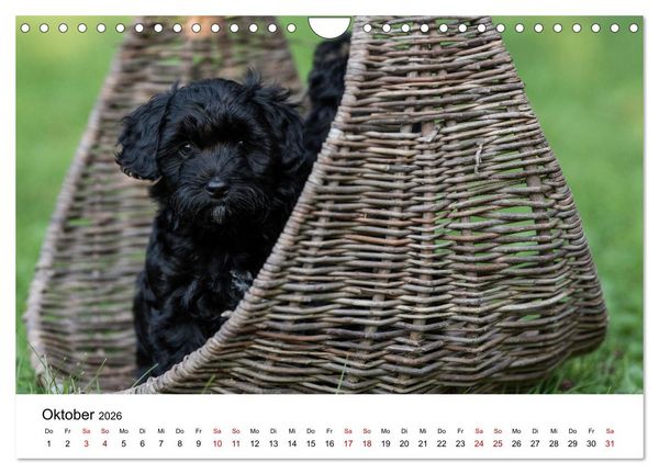 Produktbild: Maltipoo Welpen (Wandkalender 2026 DIN A4 quer), CALVENDO Monatskalender