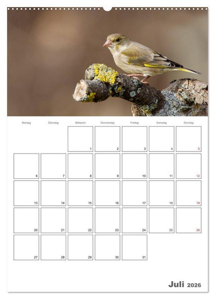 Produktbild: V&ouml;gel im heimischen Garten (hochwertiger Premium Wandkalender 2026 DIN A2 hoch), Kunstdruck in Hochglanz