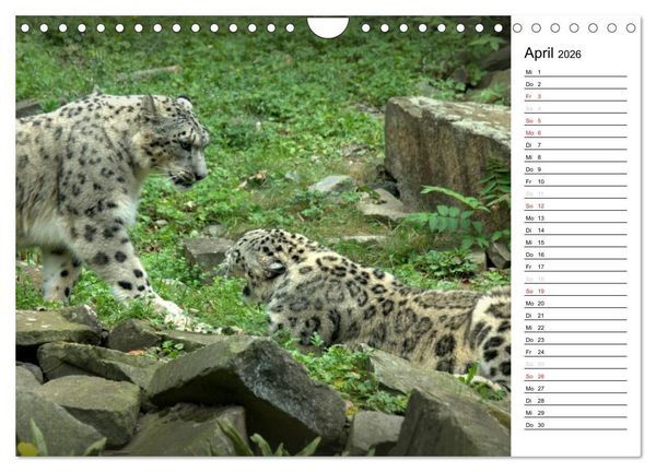 Produktbild: Der Schneeleopard (Wandkalender 2026 DIN A4 quer), CALVENDO Monatskalender