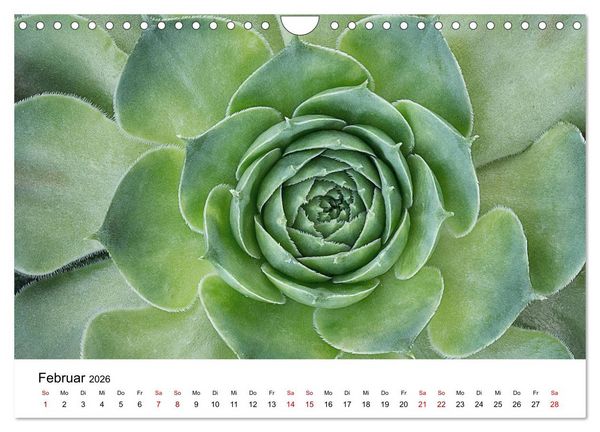 Produktbild: Sukkulenten Galerie (Wandkalender 2026 DIN A4 quer), CALVENDO Monatskalender