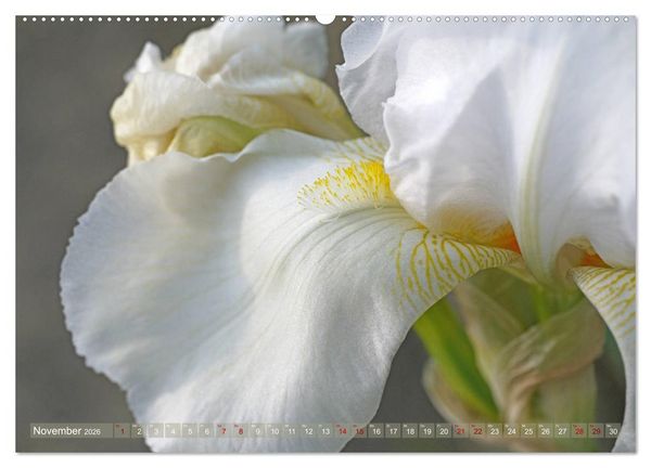 Produktbild: Iris - mond&auml;ne Gartensch&ouml;nheit (hochwertiger Premium Wandkalender 2026 DIN A2 quer), Kunstdruck in Hochglanz