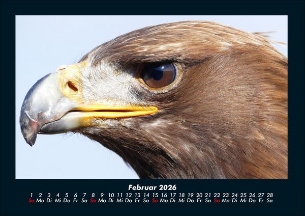 Produktbild: V&ouml;gel 2026 Fotokalender DIN A4