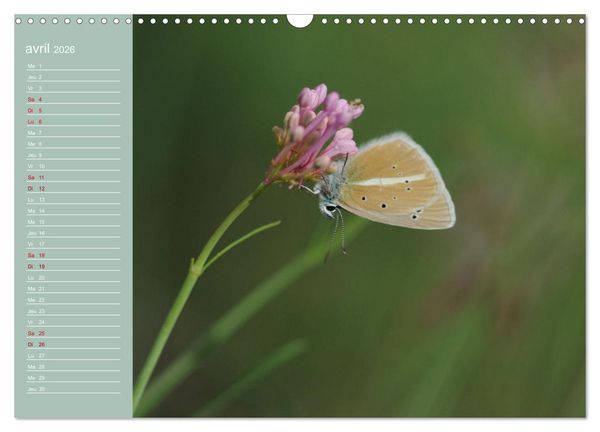 Produktbild: Merveilleux papillons (Calendrier mural 2026 DIN A3 vertical), CALVENDO calendrier mensuel