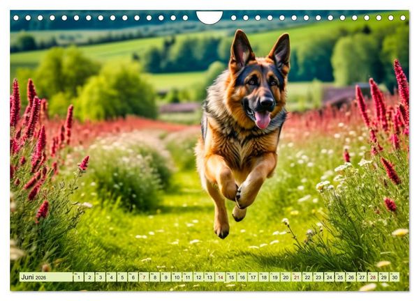Produktbild: Deutscher Sch&auml;ferhund - Inbegriff der Treue (Wandkalender 2026 DIN A4 quer), CALVENDO Monatskalender