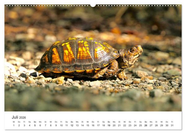 Produktbild: Reptilien - Tierische Farbenpracht (hochwertiger Premium Wandkalender 2026 DIN A2 quer), Kunstdruck in Hochglanz